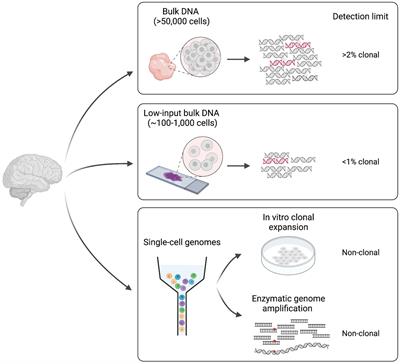 The human brain through the lens of somatic mosaicism